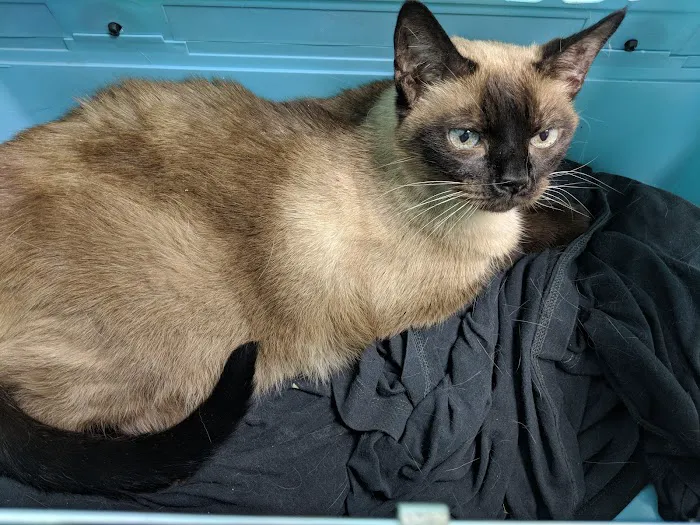 Pacific Animal Clinic 6