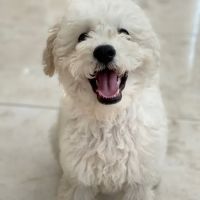 Los Olivos Animal Hospital Upland, Urgent care & Daily routine ico