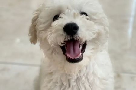 Los Olivos Animal Hospital Upland, Urgent care & Daily routine