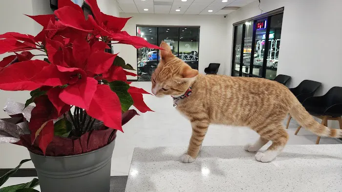 Los Olivos Animal Hospital Upland, Urgent care & Daily routine 12