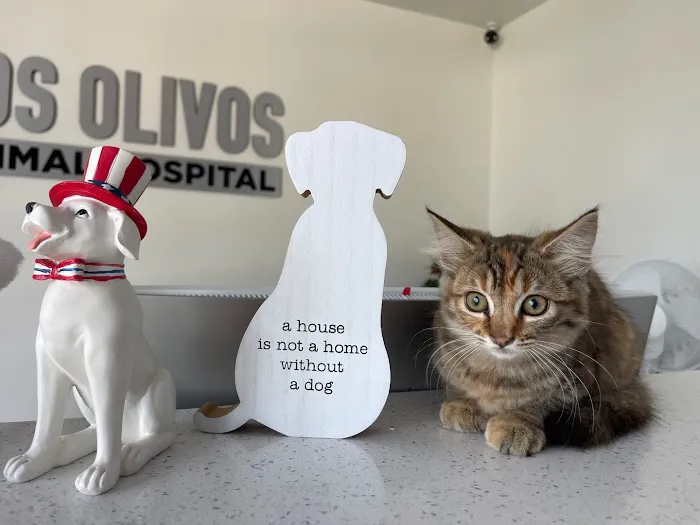 Los Olivos Animal Hospital Upland, Urgent care & Daily routine 12