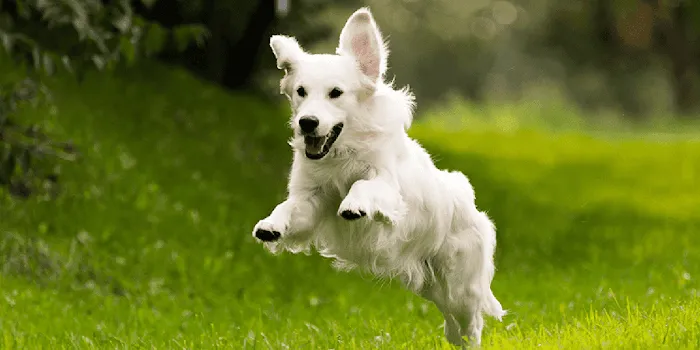 Los Olivos Animal Hospital Upland, Urgent care & Daily routine 12