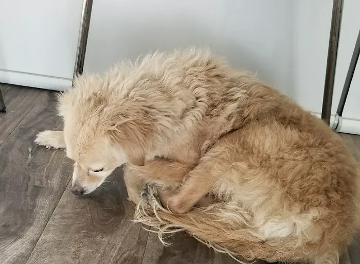Inland Animal Hospital 12