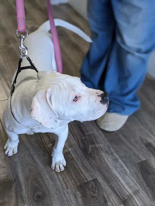 Inland Animal Hospital 12