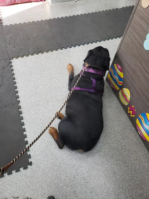 Back To Health Veterinary Services 12