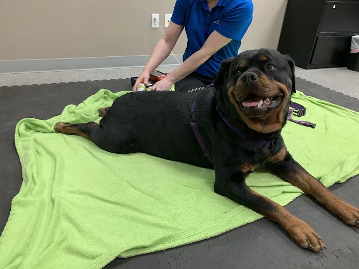 Back To Health Veterinary Services 12