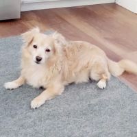 Animal Dermatology Clinic ico
