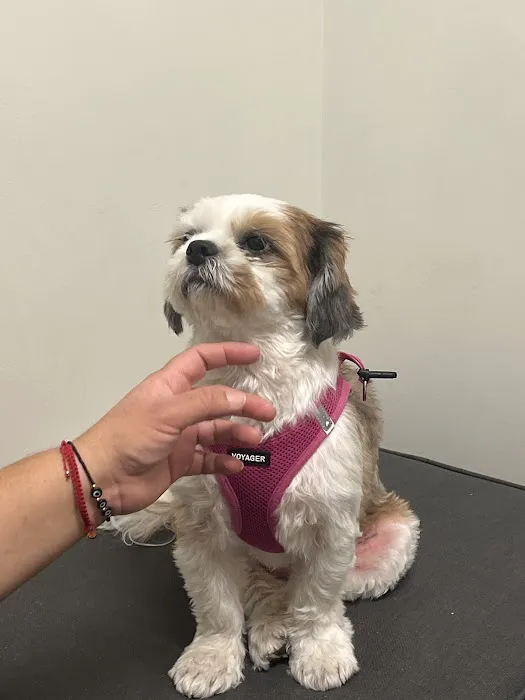 Animal Dermatology Clinic 12