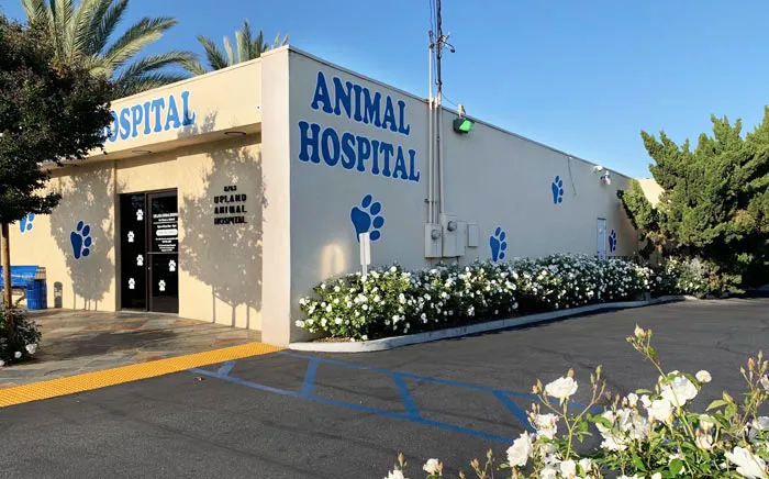 Upland Animal Hospital 12