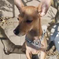 Angels' Care Animal Hospital ico