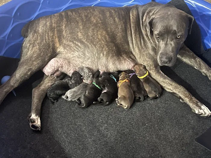 Angels' Care Animal Hospital 12