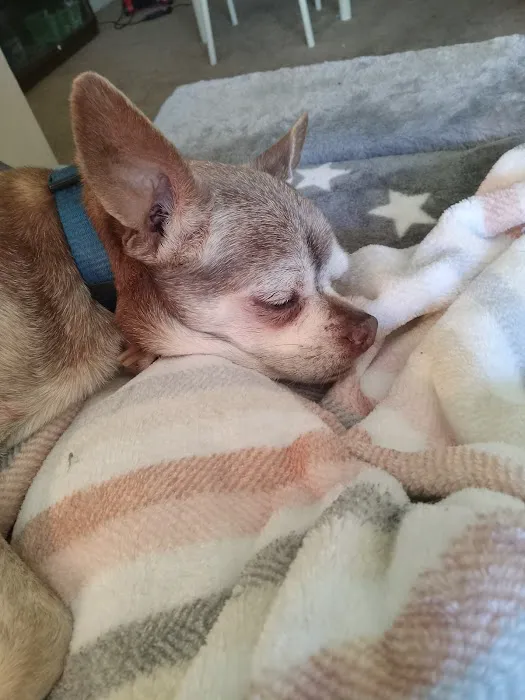 Angels' Care Animal Hospital 12