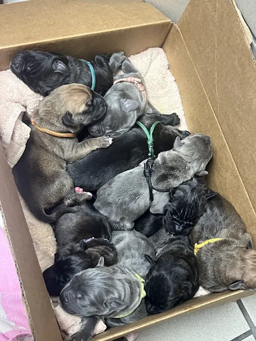 Angels' Care Animal Hospital 12