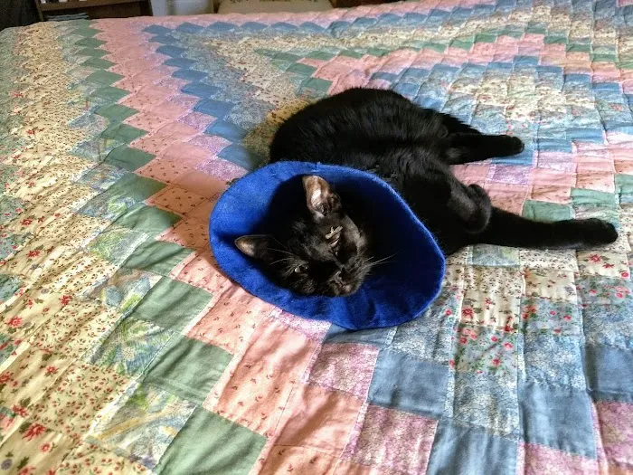 Angels' Care Animal Hospital 12