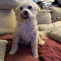 Rancho Mobile Veterinary Services ico