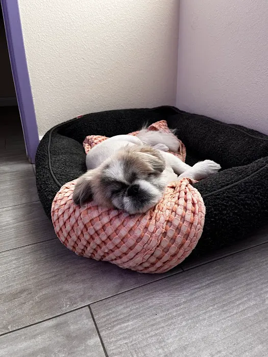 Veterinary Eye Institute Upland 12