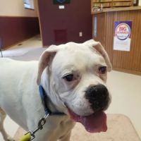 Cedardale Veterinary Clinic ico
