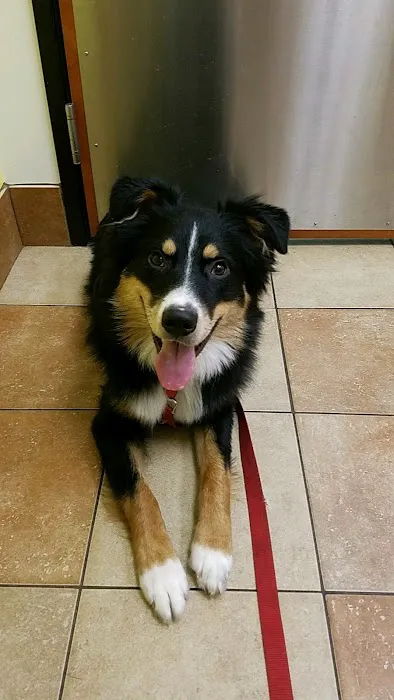 Banfield Pet Hospital 12