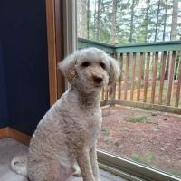 Banfield Pet Hospital ico