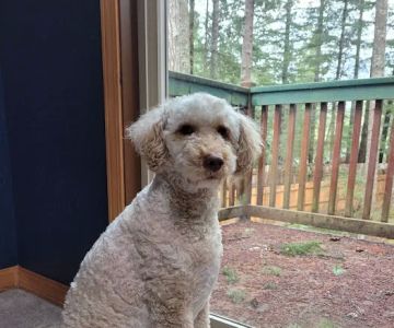 Banfield Pet Hospital