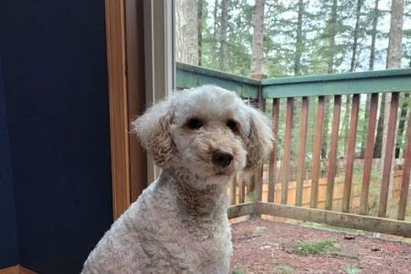 Banfield Pet Hospital