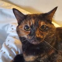 VCA Central Kitsap Animal Hospital ico