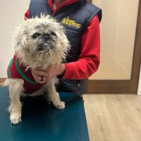 Vision Animal Eye Specialists ico