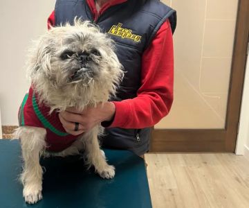 Vision Animal Eye Specialists