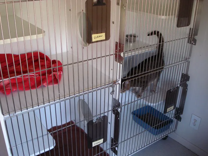 VCA Olympic Animal Hospital 12