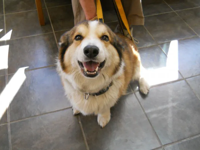 VCA Olympic Animal Hospital 12