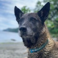 Alder Trail Animal Hospital ico