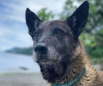Alder Trail Animal Hospital