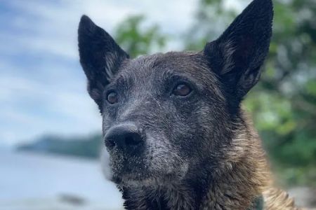 Alder Trail Animal Hospital