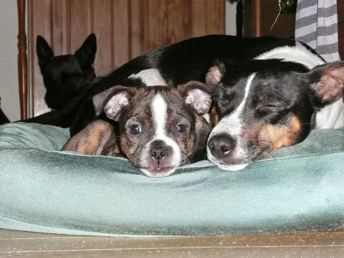 Alder Trail Animal Hospital 12