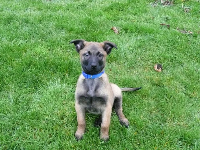 Alder Trail Animal Hospital 12