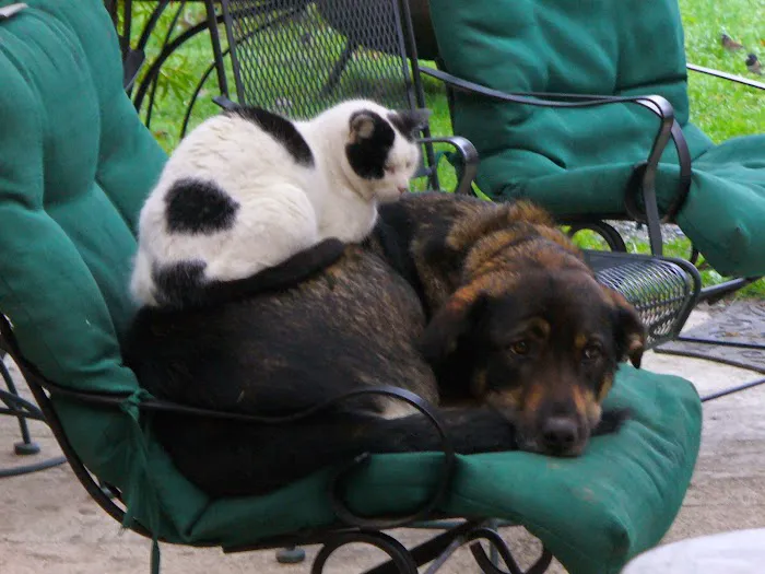 Alder Trail Animal Hospital 12