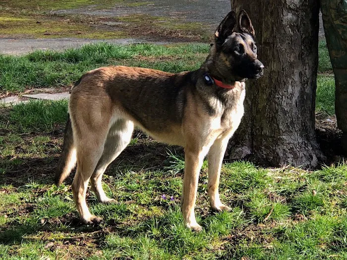 Alder Trail Animal Hospital 12