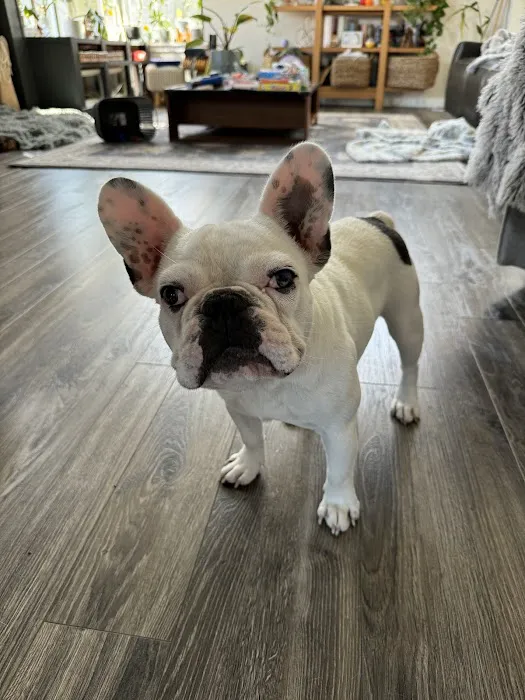 Wheaton Way Veterinary Hospital 12