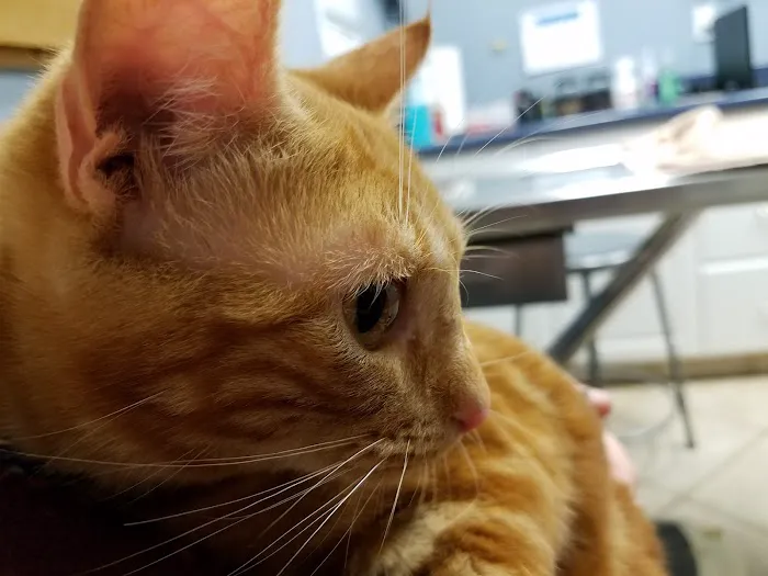 Wheaton Way Veterinary Hospital 12