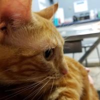Wheaton Way Veterinary Hospital ico