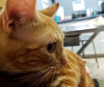 Wheaton Way Veterinary Hospital