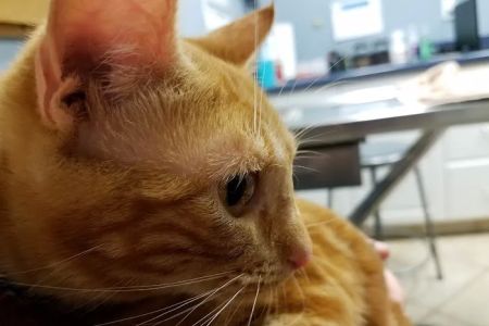 Wheaton Way Veterinary Hospital