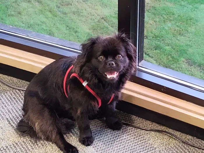 Wheaton Way Veterinary Hospital 12