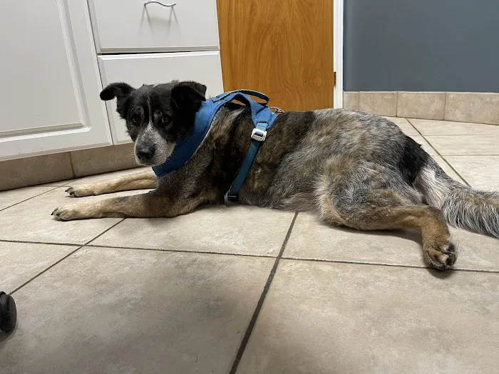 Wheaton Way Veterinary Hospital 12