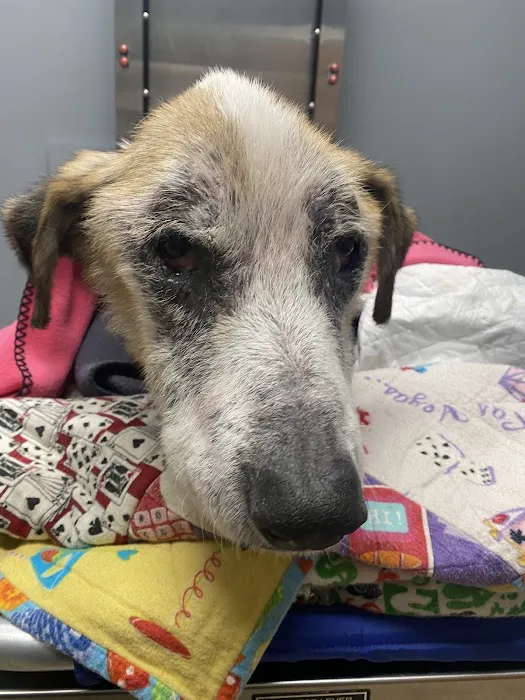 Wheaton Way Veterinary Hospital 12