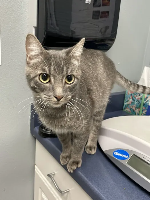 Wheaton Way Veterinary Hospital 12