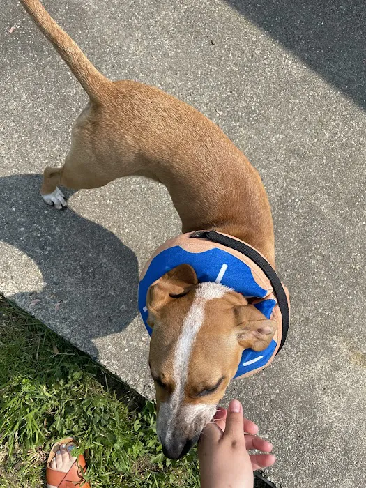 Sumner Veterinary Hospital 12