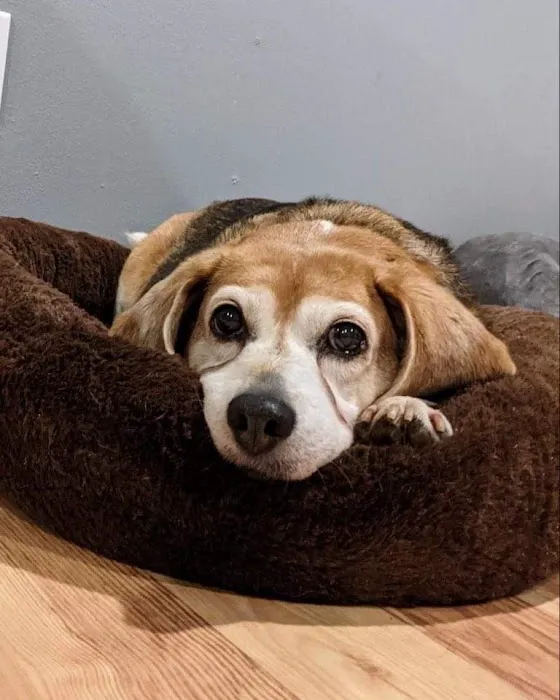Sumner Veterinary Hospital 12