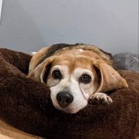 Sumner Veterinary Hospital ico