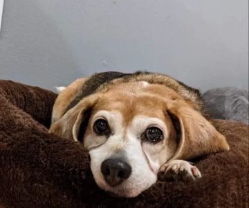 Sumner Veterinary Hospital